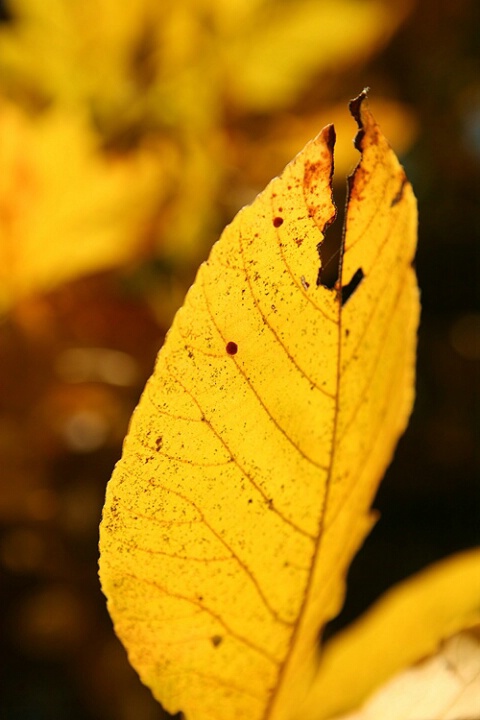 Leaf