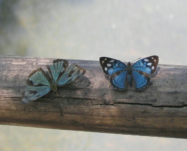 Blue butterflies, Iguassu Falls on the Argentinian