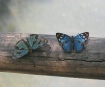 Blue butterflies,...