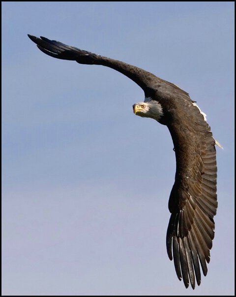 Bald Eagle