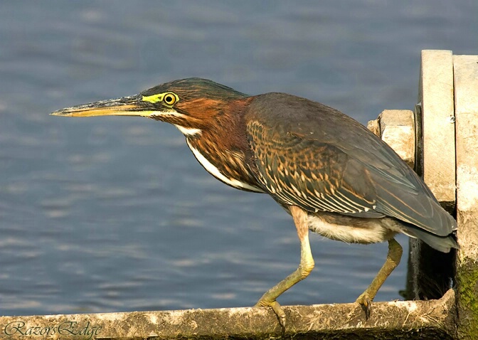 Green Heron