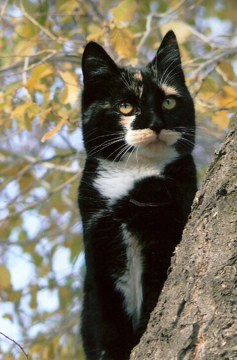 cat in tree