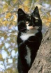 cat in tree