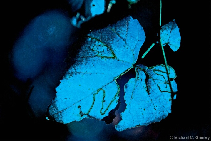 blue_leaf_11