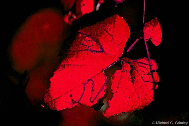 red_leaf_1