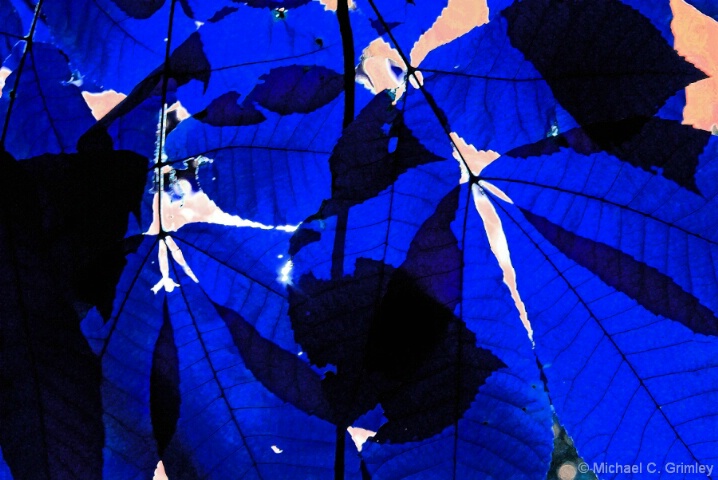 blue_leaves_1