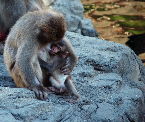 Mama and Baby Snow Monkey