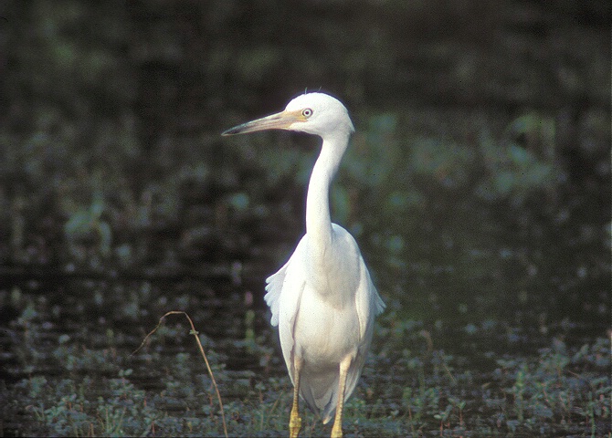 Egret at 2400 mm