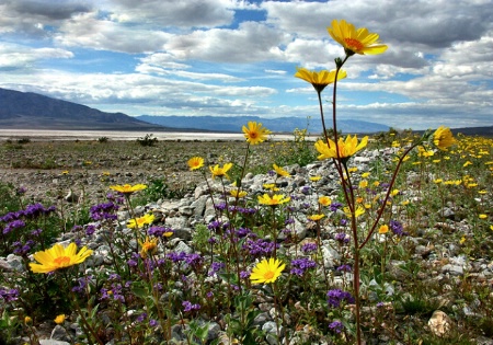 Life in Death Valley