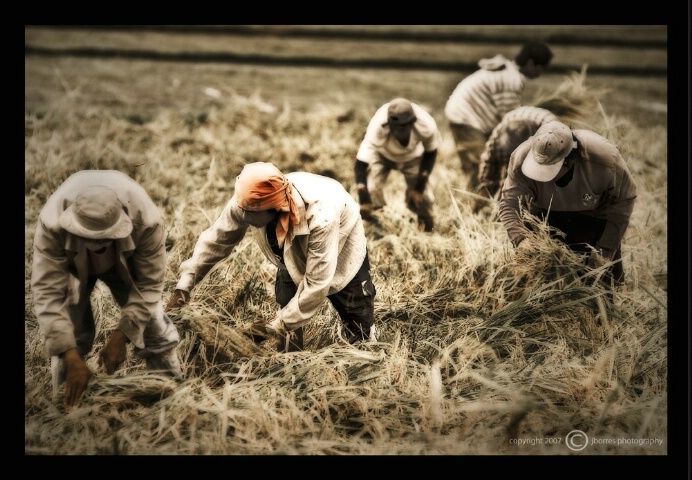The Harvest...