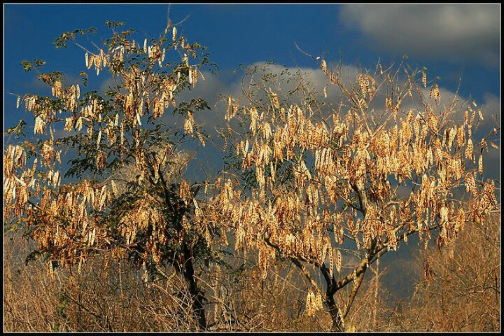 Florida's Autumn