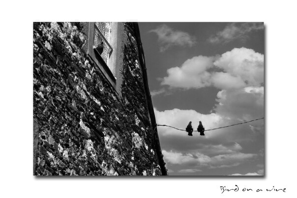 bird(s) on a wire.