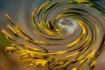 Seed Dispersal