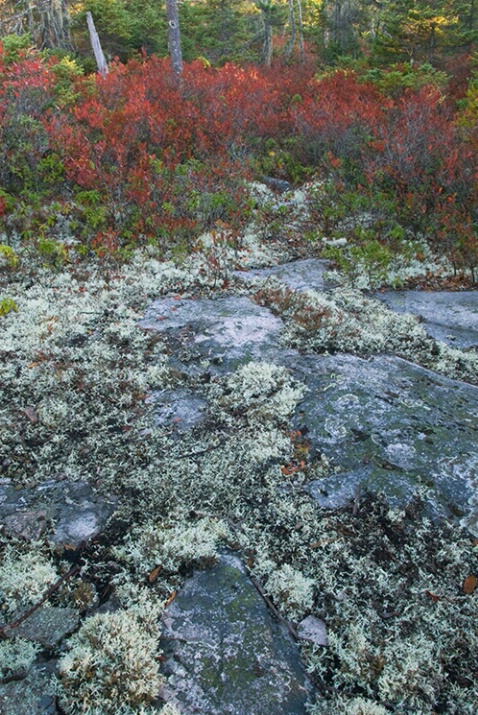 Acadia National Park Fall 2 - ID: 5067090 © Susan Milestone