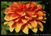 The Color of A Su...