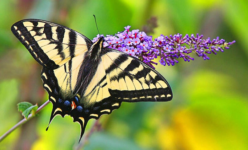 Butterfly's Favorite Bush #2