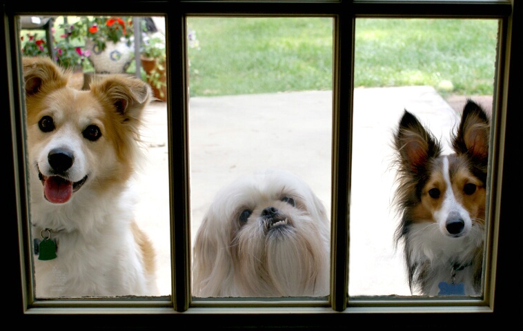 How Much Is That Doggy in the Window?