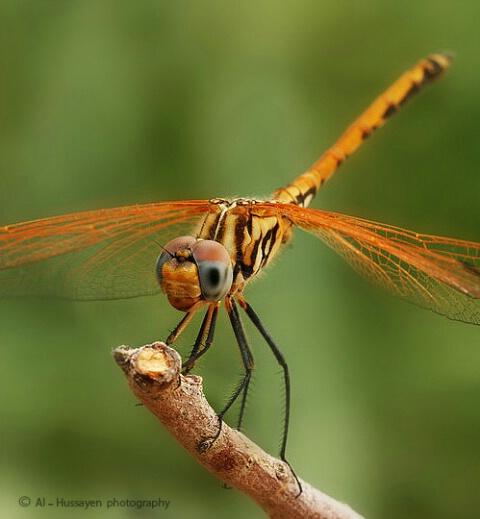  Dragonfly Golden