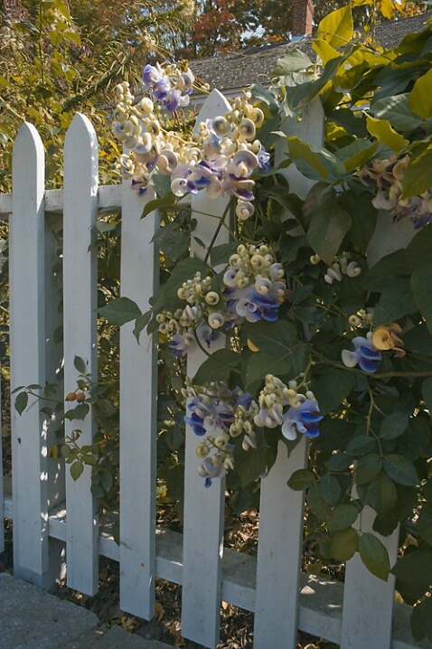 White Picket Fence - ID: 5072314 © Michael Wehrman