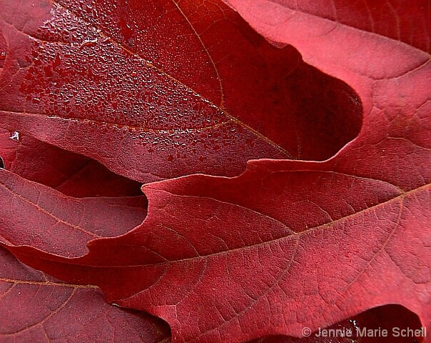 Red, Red Leaves