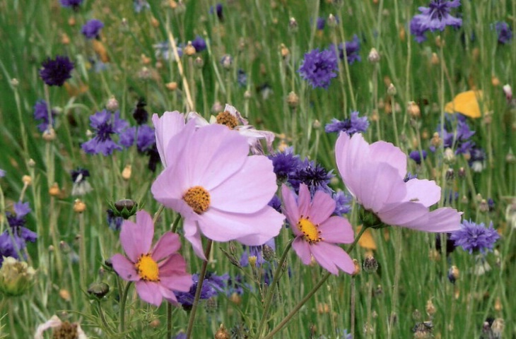 fall flowers