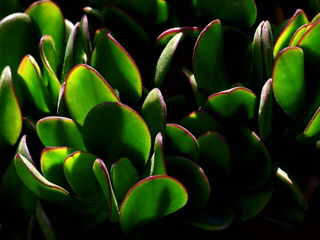 Ruby-Rimmed Jade Leaves