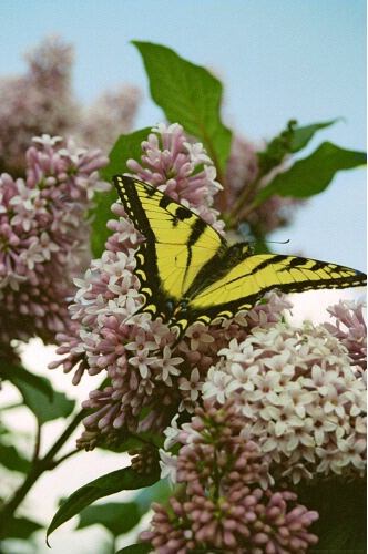 Swallowtail butterfly on the lilacs.
