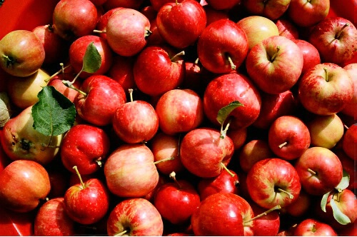 Abundance of Apples