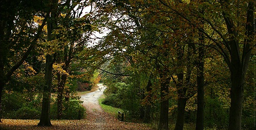 Fall Foliage