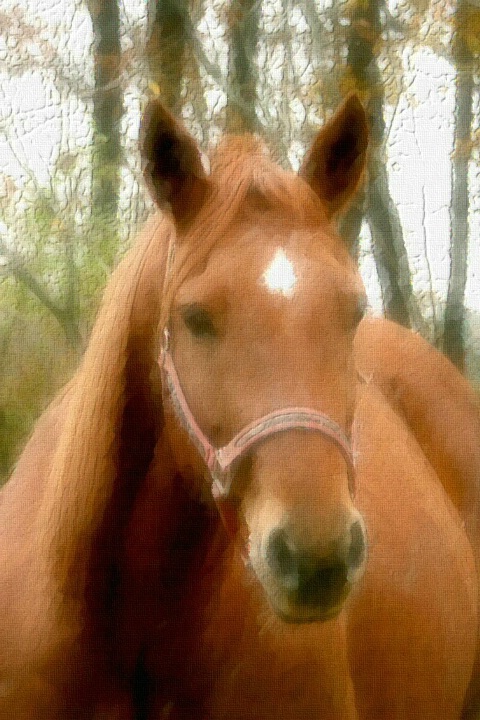 Painted Horse Portrait