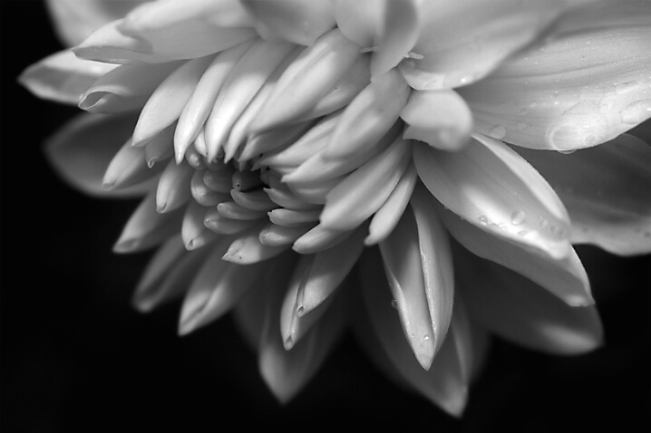 the black and white dahlia