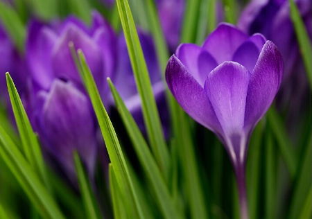 Crocuses