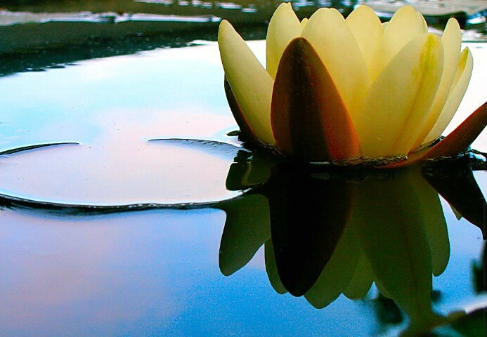 Koi Pond Bloom