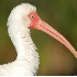 © Ronald Finegold PhotoID# 5080120: White Ibis