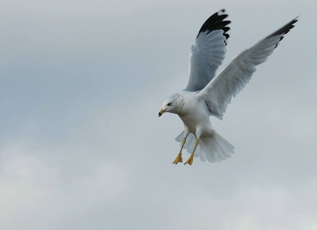 Gull