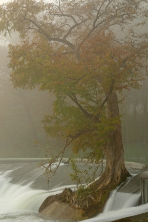 Cypress in Fog
