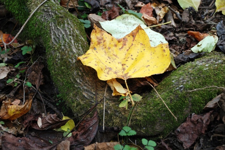 Fall Leaf on root...