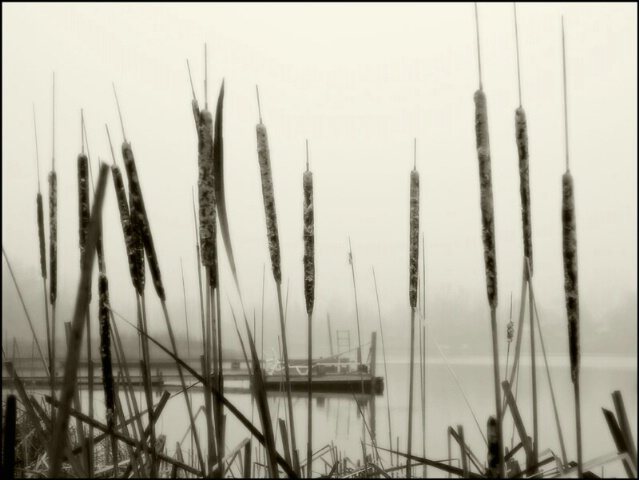 Dock and Cat tails