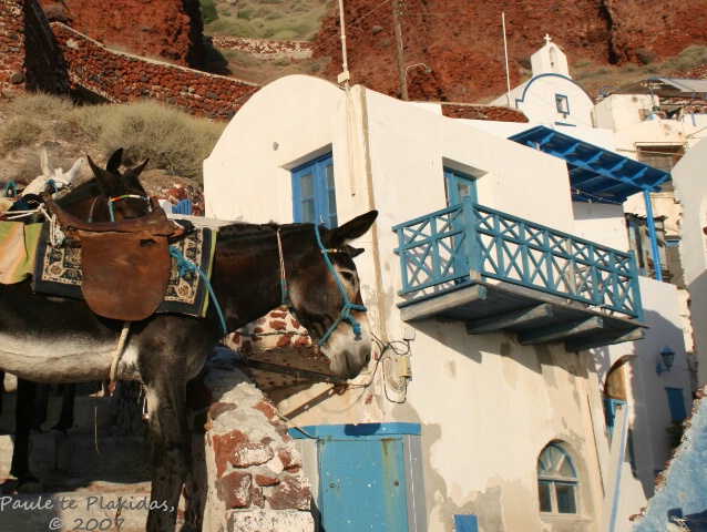 Greek Donkey in Amoudi