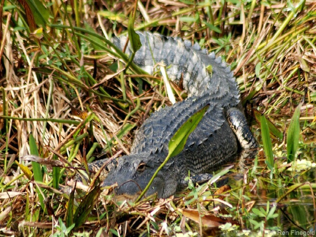 Alligator in the grass - ID: 5087771 © Ronald Finegold