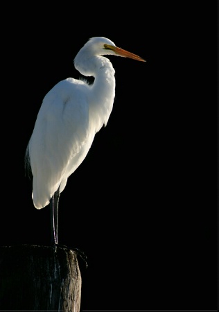 Great Egret in Morning Light
