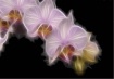 Orchid organza