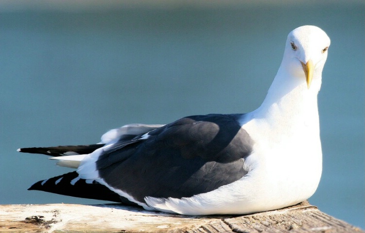 Looking at you - Seagull
