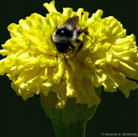 bumblebee on marigold
