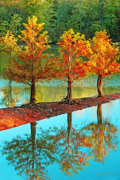 Fall Cypress Trees