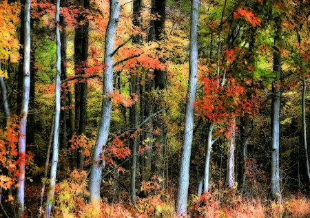 Autumn Forest