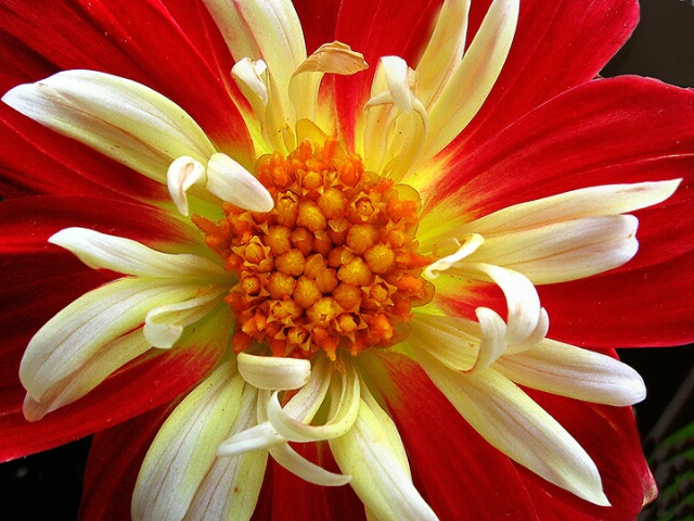 Dahlia - Front Light