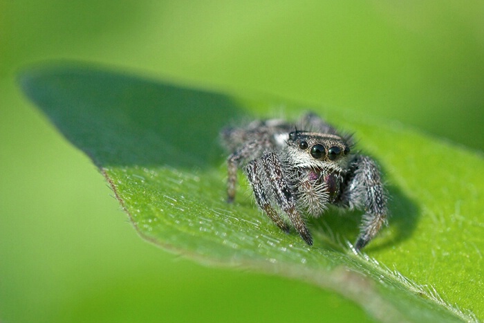 Regal Jumping Spider