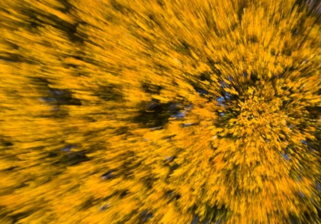 Blurred Subject - Maple Tree in Fall