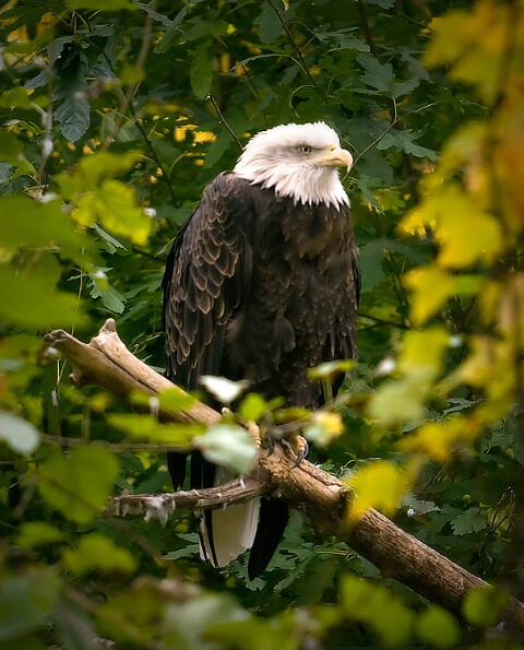 Eagle in a Tree